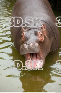 Hippo baby 0057